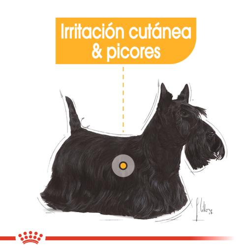 Royal Canin Mini Dermacomfort para Perro Adulto Pequeño con Piel Sensible