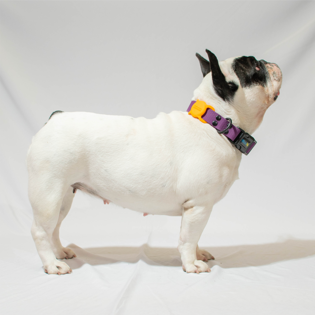 Collar de goma - color morado