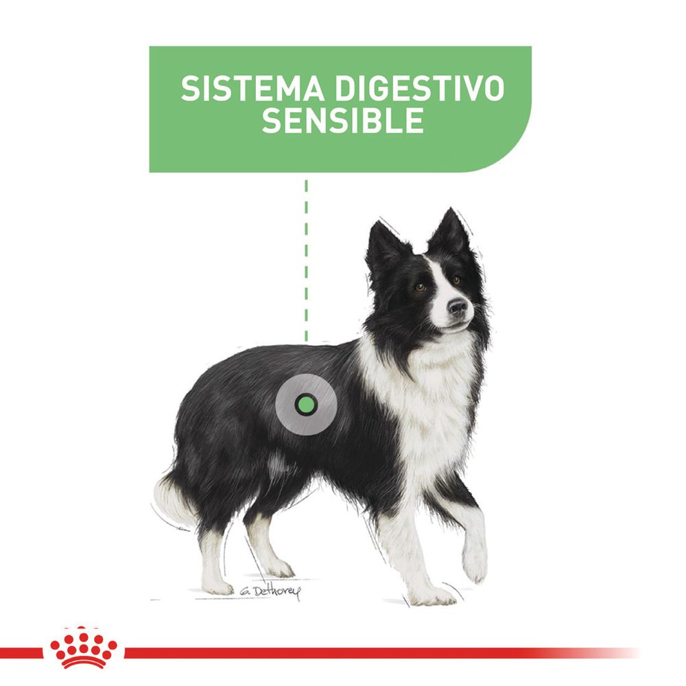 Alimento Para Perro Royal Canin Ccn Medium Digestive