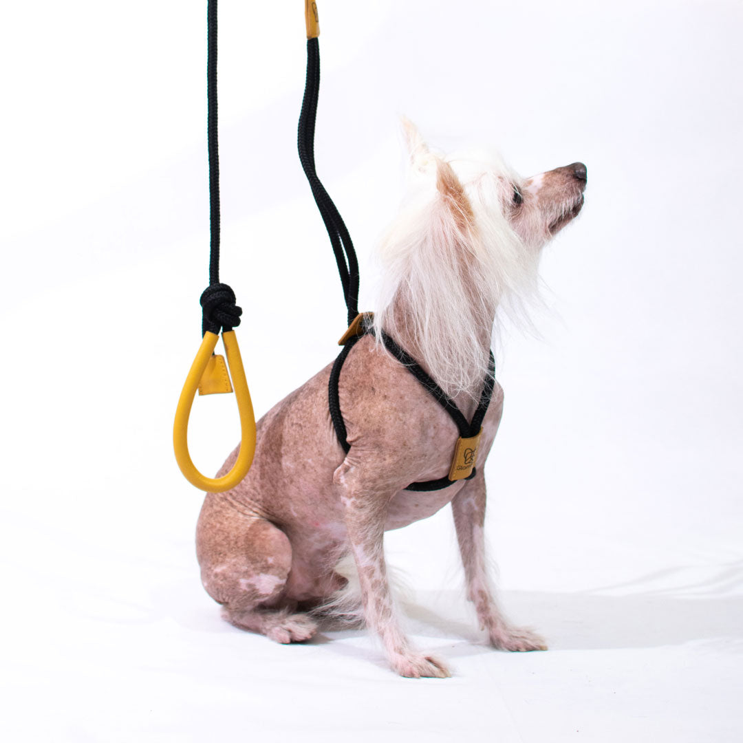 Pechera / Traílla - color negro con marrón