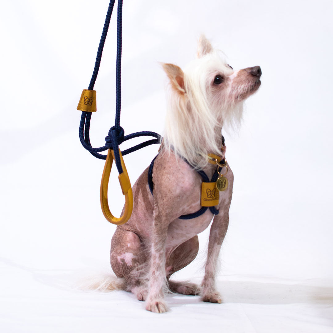 Pechera / Traílla - color azul con marrón