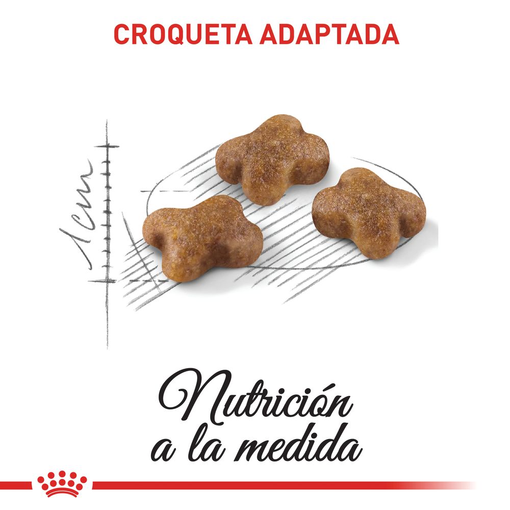 Alimento Para Gato Royal Canin Fhn Kitten