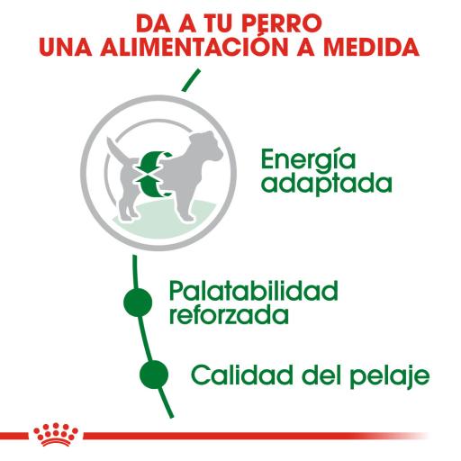 Royal Canin Shn Mini AD